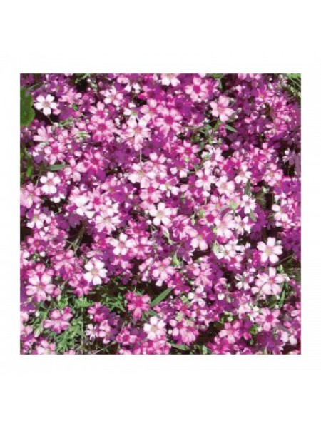Мираж семян гипсофилы (GL Seeds)