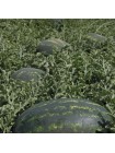 Мирсин F1 семена арбуза типа Кр.Св. среднераннего 75-78 дн. 8-10 кг овал. (Syngenta)