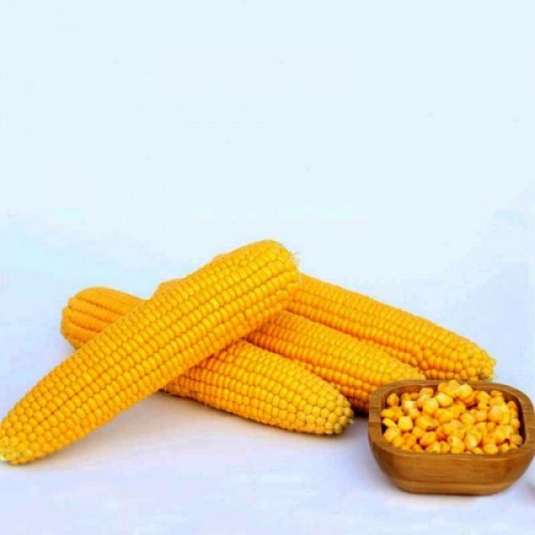 Мирза F1 семена кукурузы суперсладкой Sh2 (May Seeds)