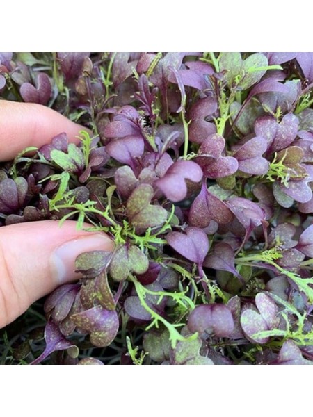 Мизуна красная семена микрозеленые (Agrocity)