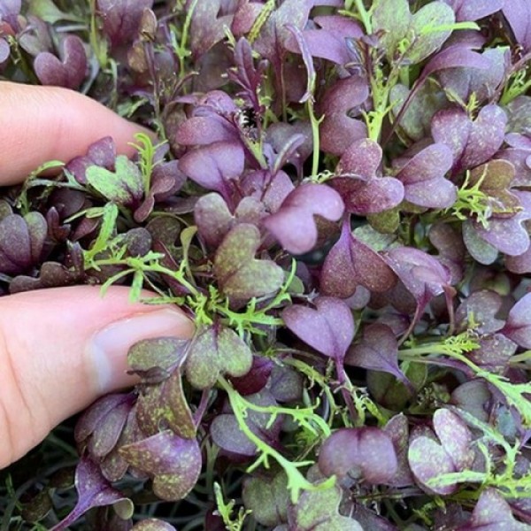 Мизуна красная семена микрозеленые (Agrocity)