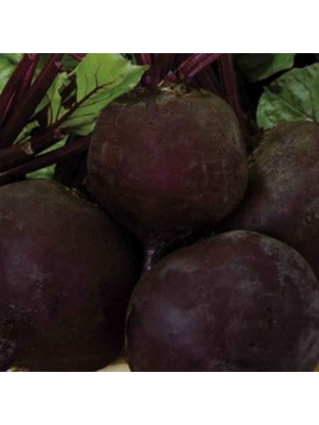 Мулатка семян свеклы столовой (GL Seeds)