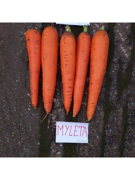 Мулета (1,6-1,8) семян моркови (Clause)