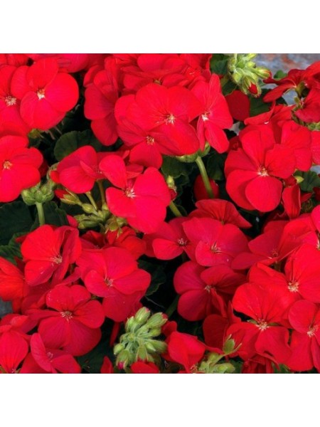 Мультиблум F1 красный (Multibloom F1 red) семена пеларгонии (Syngenta)