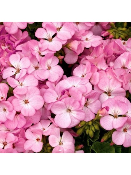 Мультиблум F1 лавандовая (Multibloom F1 Lavender) семена пеларгонии (Syngenta)