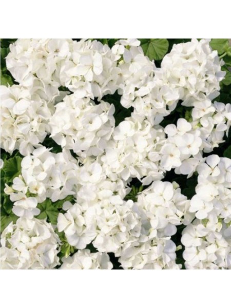 Мультиблум F1 белая (Multibloom F1 white) семена пеларгонии (Syngenta)