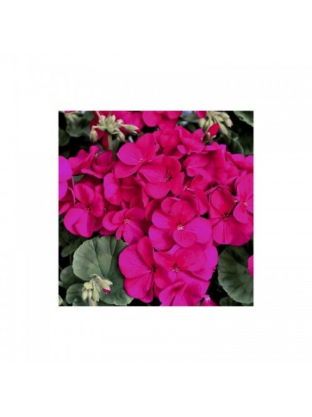 Мультиблум F1 фиолетовая (Multibloom F1 Purple) семена пеларгонии (Syngenta)