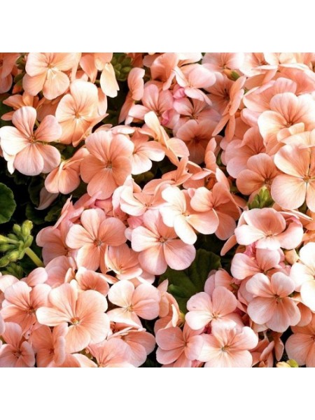 Мультиблум F1 лососевая (Multibloom F1 salmon) семена пеларгонии (Syngenta)