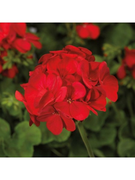 Мультиблум F1 скарлет айс (Multibloom F1 scarlet eye) семена пеларгонии (Syngenta)