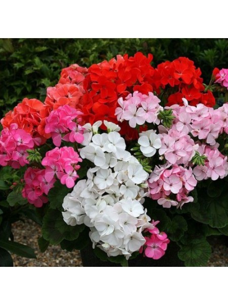 Мультиблум F1 смесь (Multibloom F1 mix) семена пеларгонии (Syngenta)