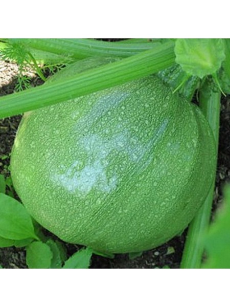 Нас семена кабачка (Hortus)