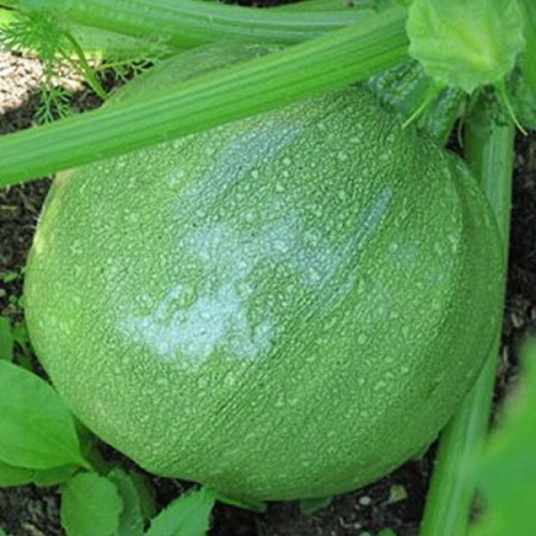 Нас семена кабачка (Hortus)