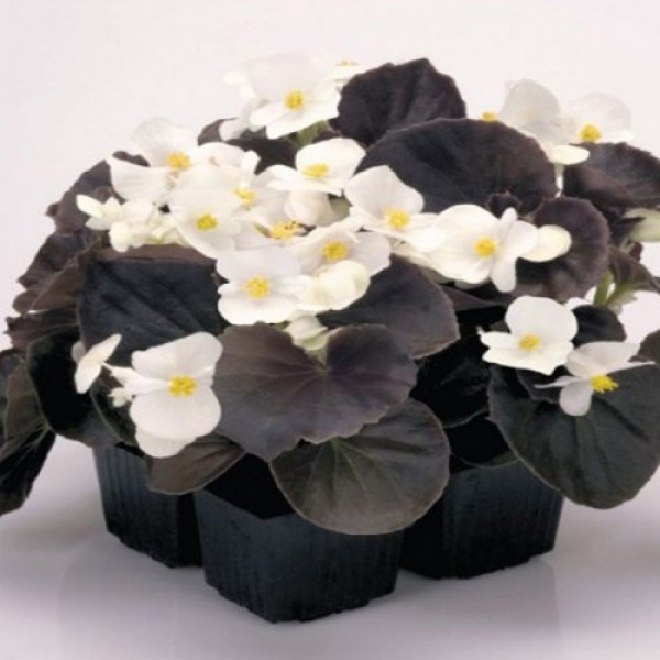 Найтлайф F1 білий (white) насіння бегонії (Benary)