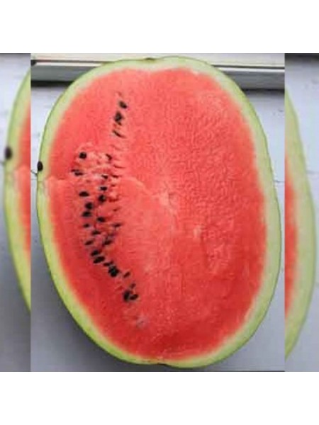 Нептун F1 семян арбуза среднего (Takii Seeds)