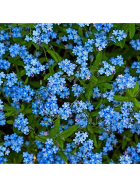 Незабудка лісове блакитне насіння (Moravoseed)