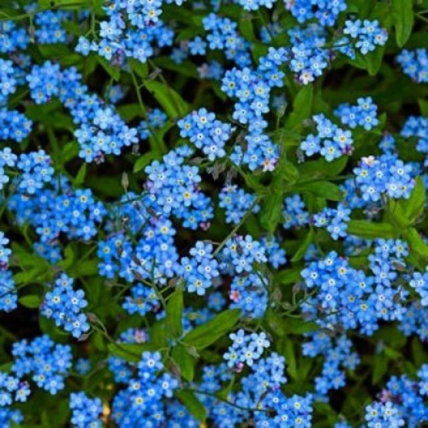 Незабудка лісове блакитне насіння (Moravoseed)