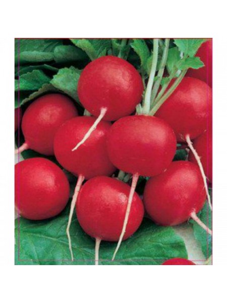 Новиред семян редиса (GL Seeds)