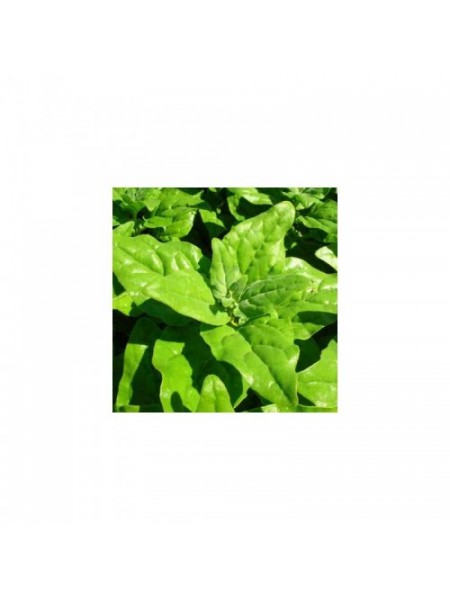 Новозеландские семена шпината (Satimex)