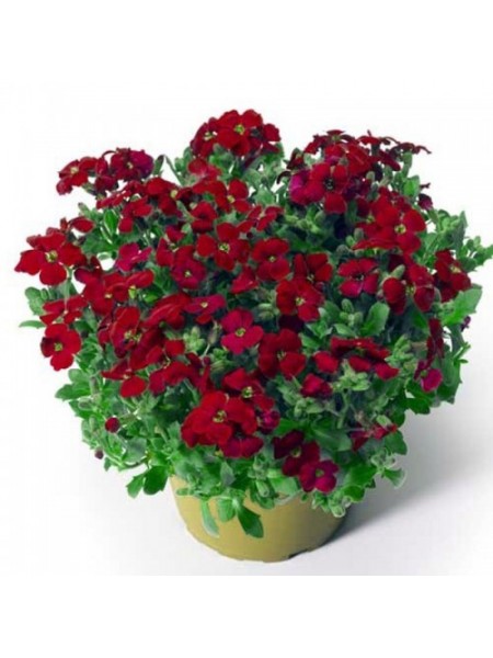 Одри F1 красная (red) семена абриеты (Syngenta)