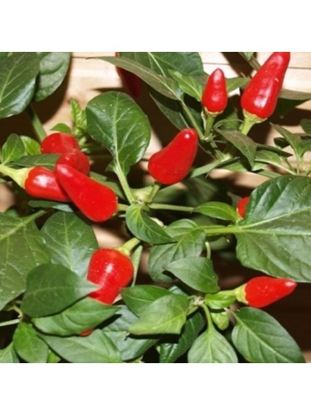 Огонек семян горького перца (GL Seeds)