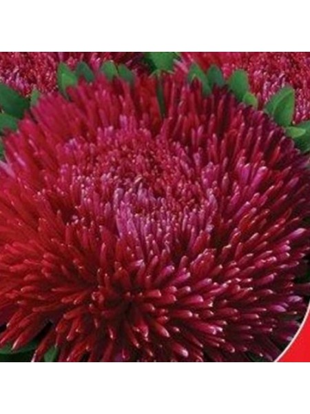 Бархат бордовый семена астры (GL Seeds)