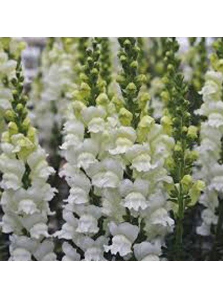 Опус F1 белый фреш семян антиринума (Syngenta)