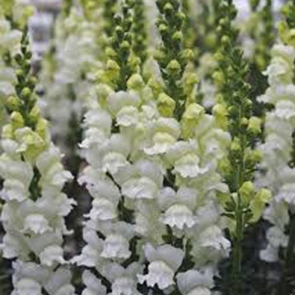 Опус F1 белый фреш семян антиринума (Syngenta)