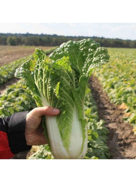 Ориент Стар F1 (калибр.) семян капусты пекинской (Takii Seeds)