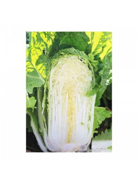 Ориент Стар F1 семена капусты пекинской (Takii Seeds)