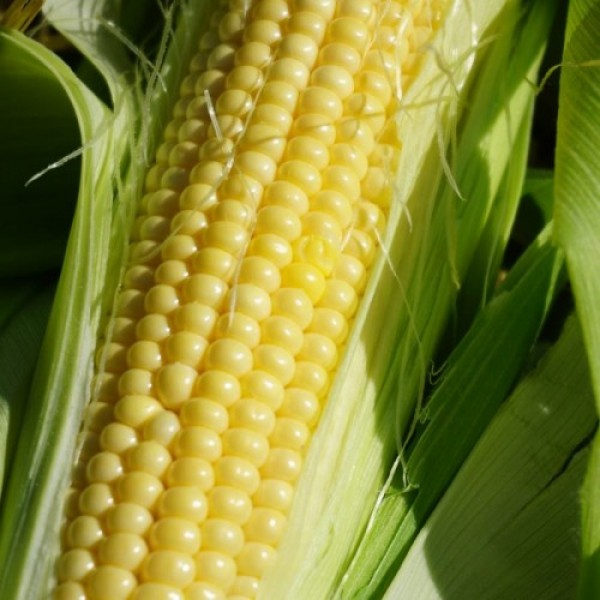 Оверленд F1 семена кукурузы суперсладкой Sh2 поздней 83 дн. 22 см 18-20 г. (Syngenta)