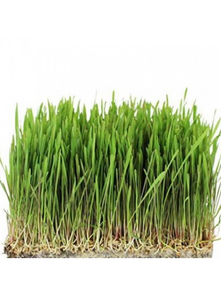 Овес семена микрозеленые (Agrocity)