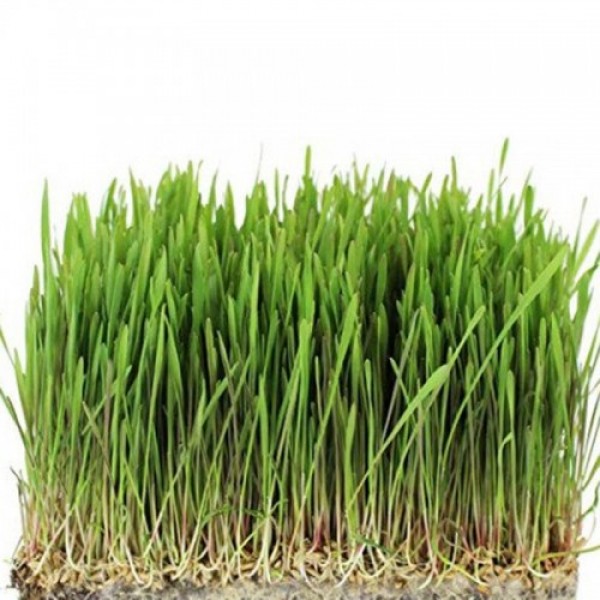 Овес семена микрозеленые (Agrocity)