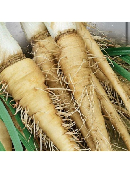 Овсяный корень семян (Seedera)