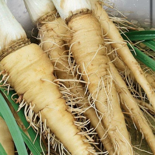 Овсяный корень семян (Seedera)