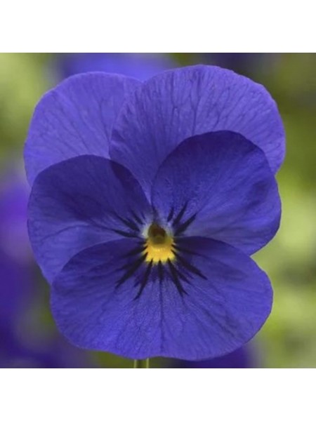 Пенни F1 дип блю (deep blue) семена виолы (Syngenta)