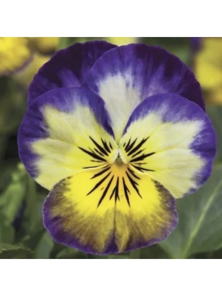 Пенни F1 примроз пикоте (primrose picotee) семена виолы (Syngenta)