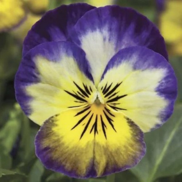 Пенни F1 примроз пикоте (primrose picotee) семена виолы (Syngenta)