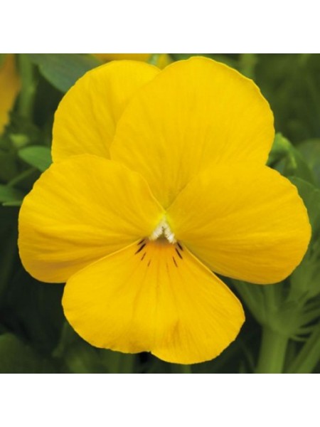 Пенни F1 желтая (yellow) семена виолы (Syngenta)