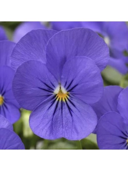 Пенни F1 синяя (blue) семена виолы (Syngenta)