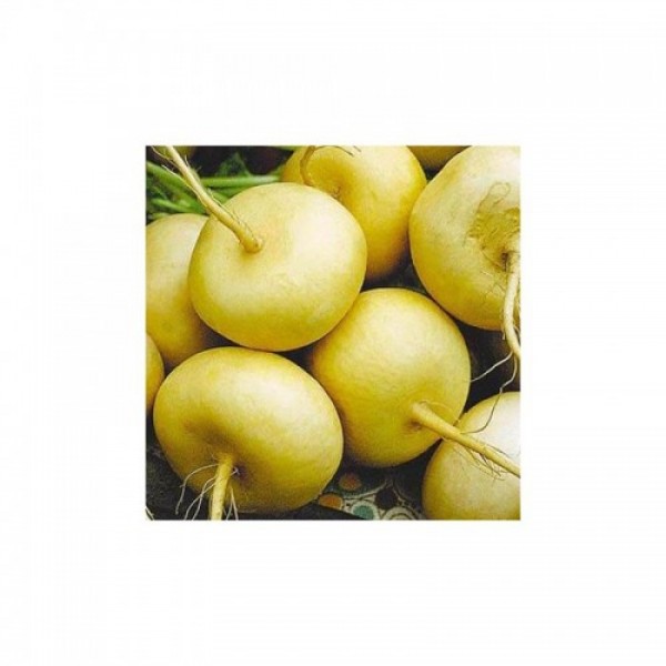 Петровка семян репы (Satimex)