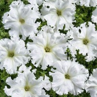 Афродита F1 белая (white) семена петунии крупноцветковой (Cerny)
