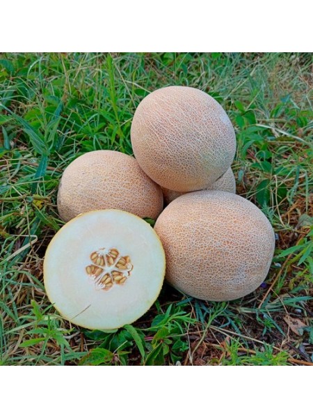 PL 6320 F1 семена дыни (Asia Seed)