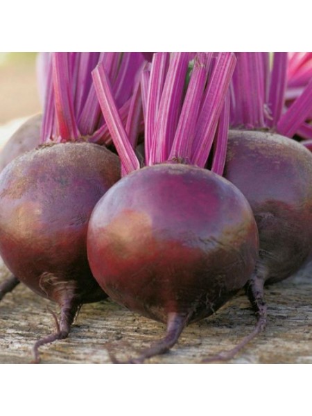 Подзимняя А 474 семена свеклы столовой (GL Seeds)