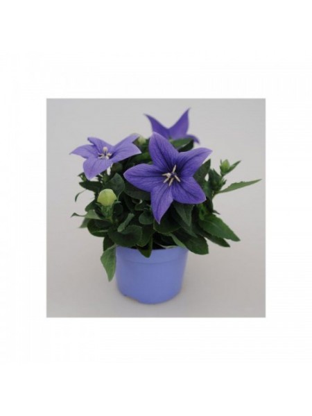 Поп Старый синий (blue) семена платикодона (Benary)