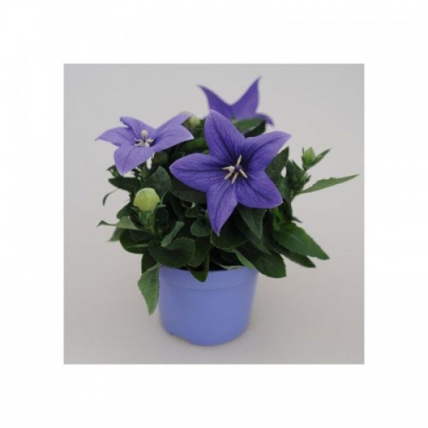 Поп Старый синий (blue) семена платикодона (Benary)