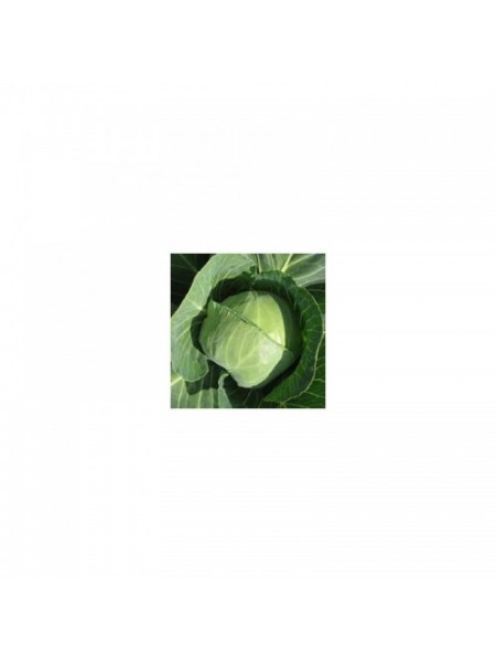 Престар F1 семена капусты белокочанной (Takii Seeds)