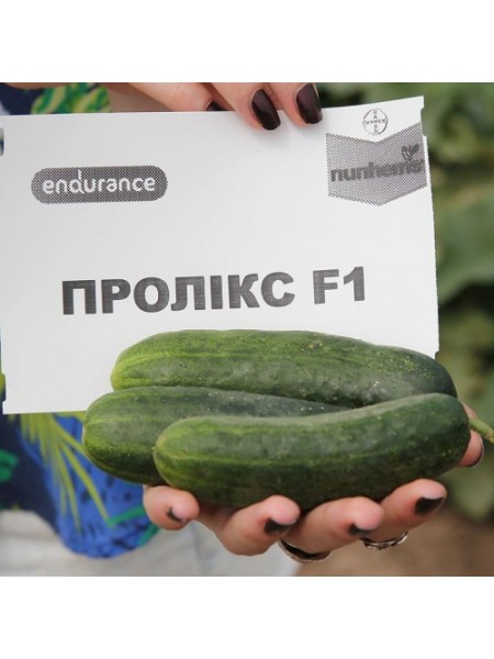 Проликс F1 семена огурца корнишона партенокарп. раннего 40-42 дн. 10-12 см (Nunhems)