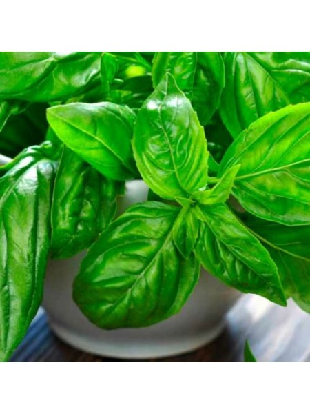Провансаль семян базилика (GL Seeds)