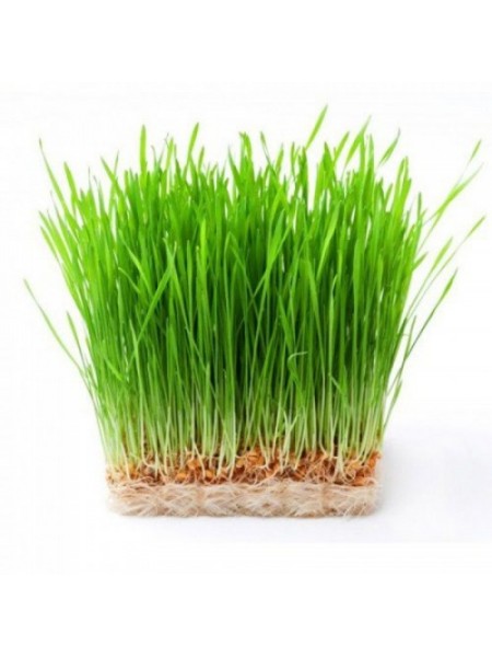 Семена пшеницы микрозеленые (Agrocity)