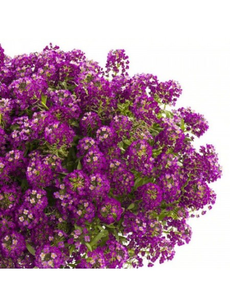 Пурпурне (purple) насіння алісуму (Hem Zaden)